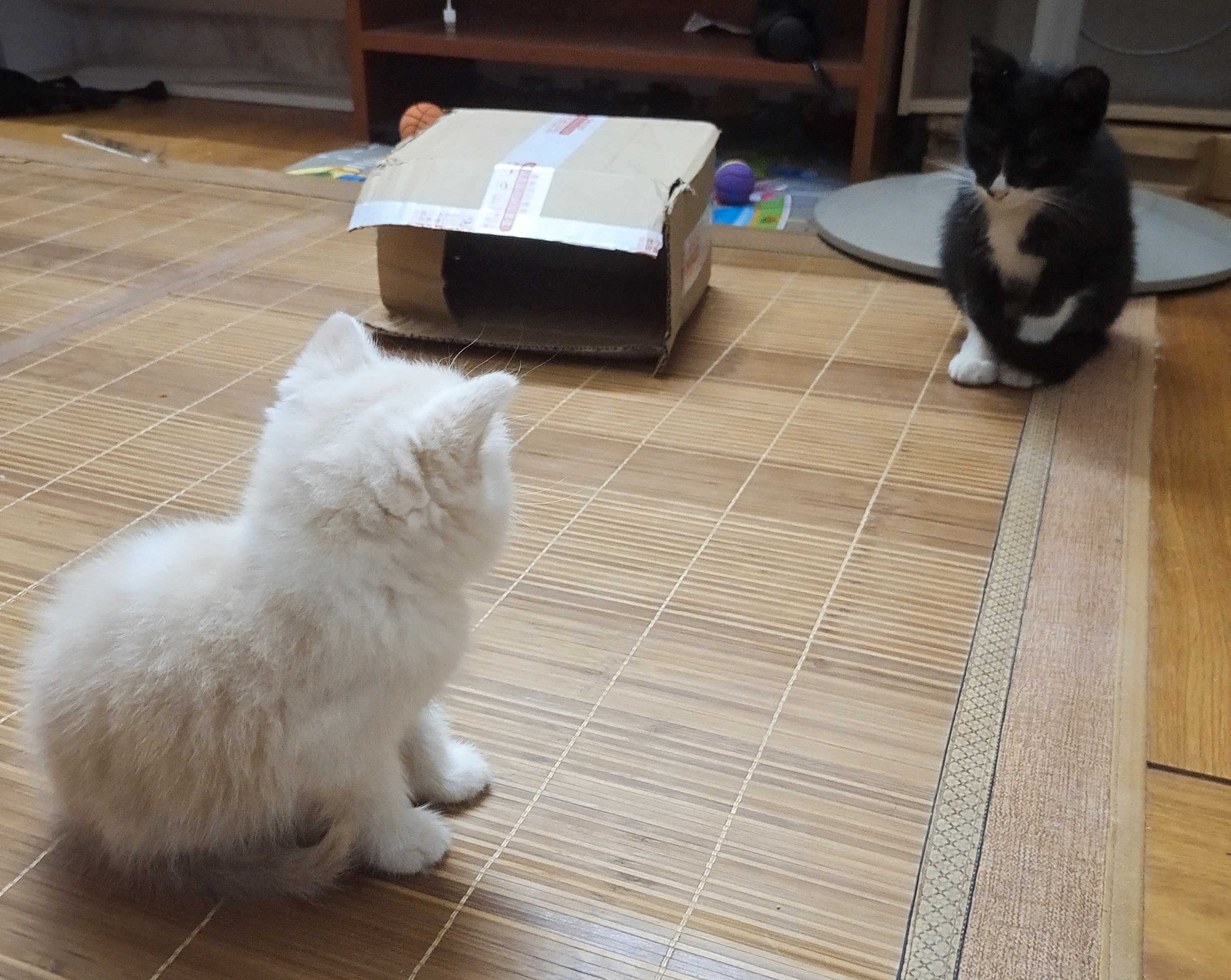 刚来几天，就已经敢和老住户（奶奶的黑猫）打架了